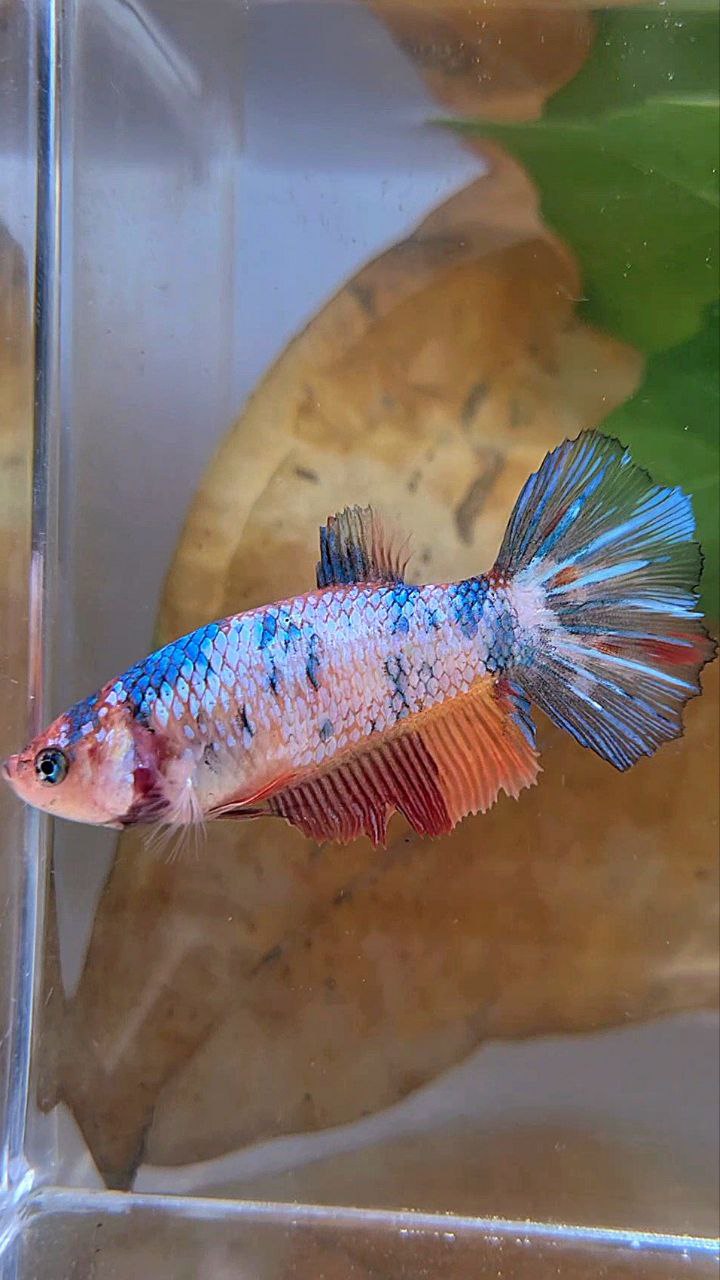 XL FEMALE HALFMOON FANCY MULTICOLOR BETTA FISH