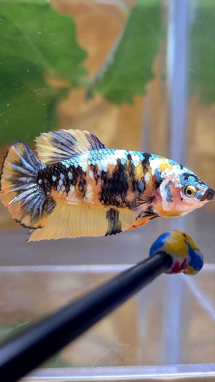 FEMALE PLAKAT YELLOW COPPER FANCY MULTICOLOR BETTA FISH