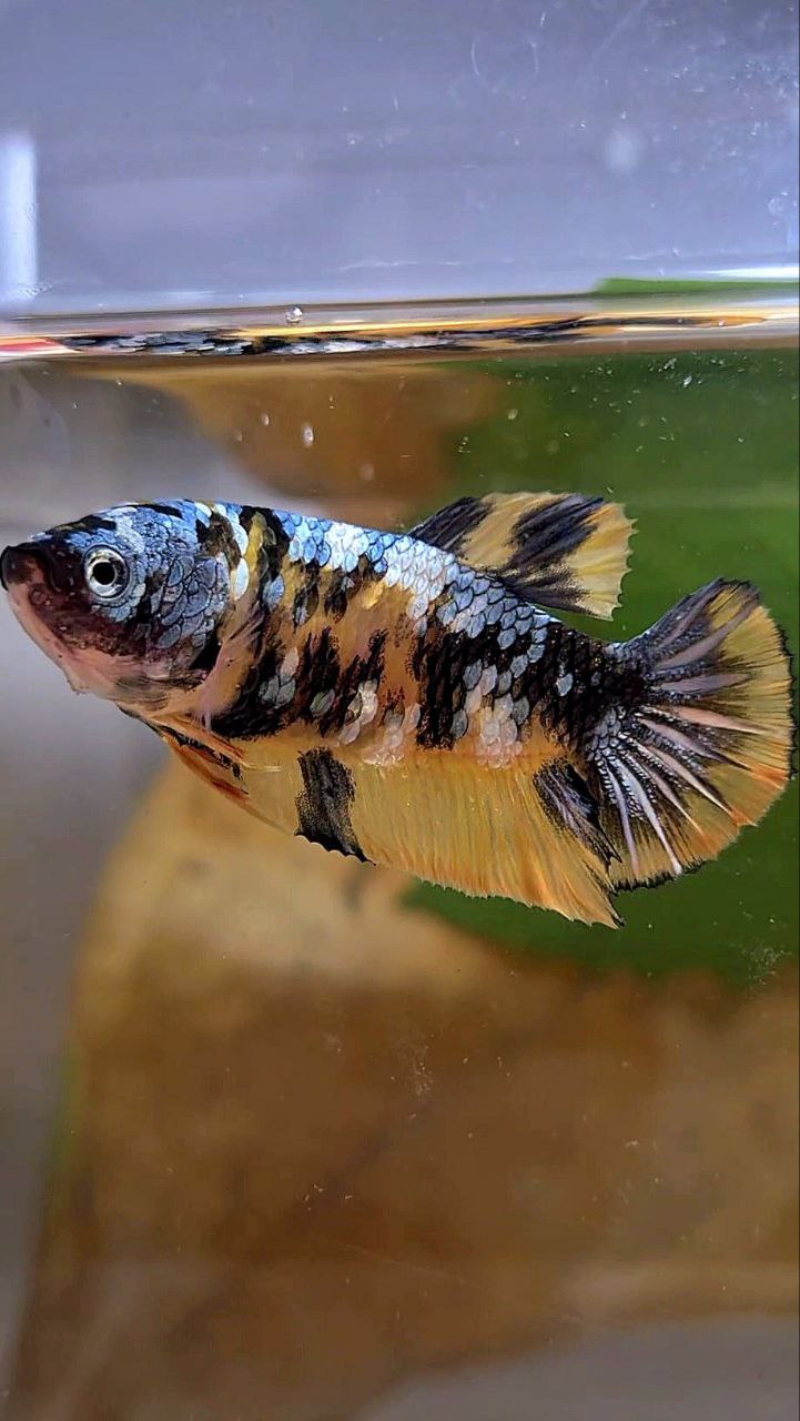 FEMALE PLAKAT YELLOW COPPER FANCY MULTICOLOR BETTA FISH