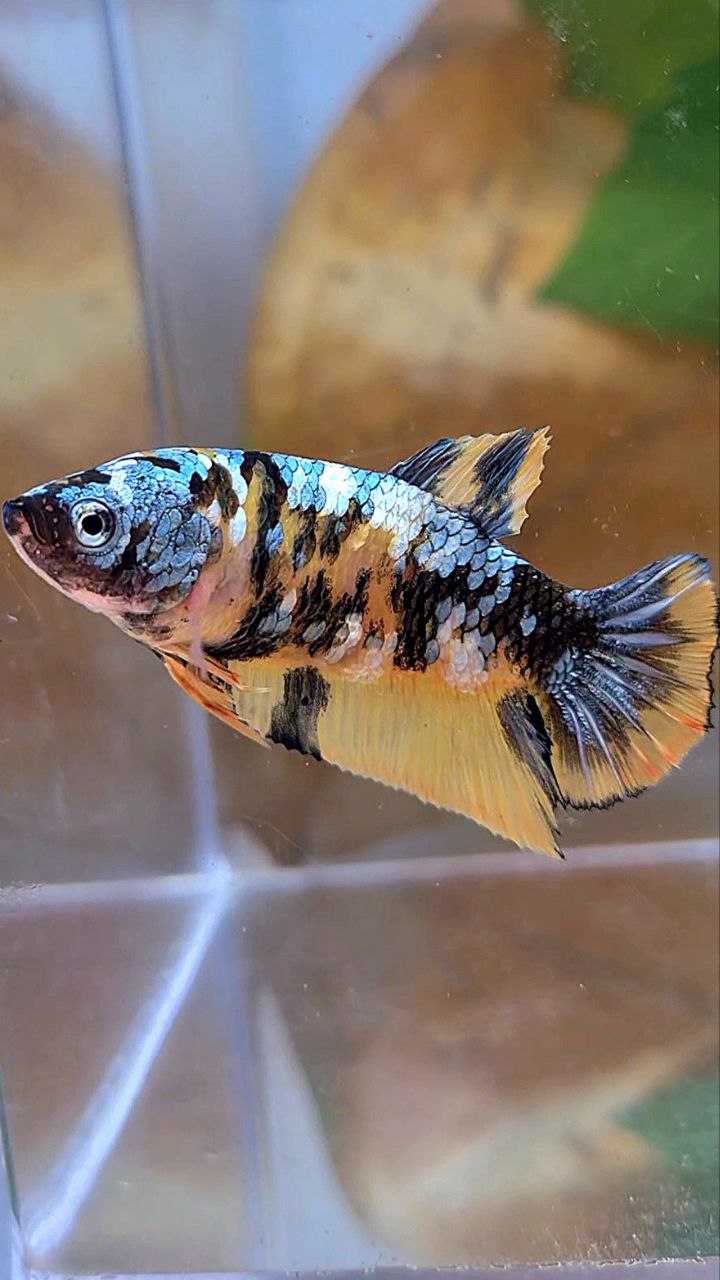 FEMALE PLAKAT YELLOW COPPER FANCY MULTICOLOR BETTA FISH