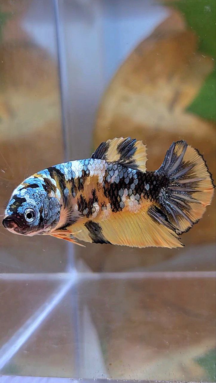 FEMALE PLAKAT YELLOW COPPER FANCY MULTICOLOR BETTA FISH