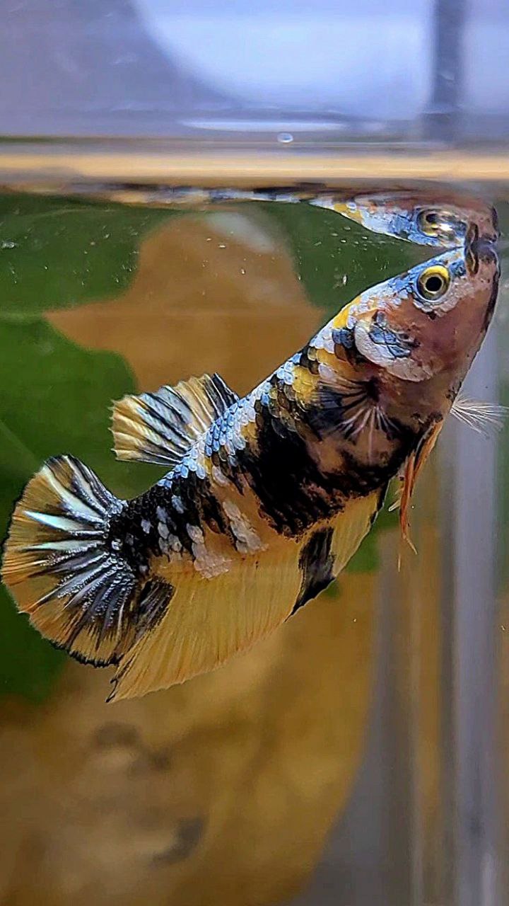 FEMALE PLAKAT YELLOW COPPER FANCY MULTICOLOR BETTA FISH