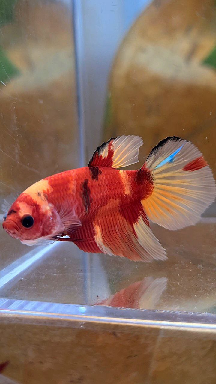 FEMALE HALFMOON RED NEMO KOI MULTICOLOR BETTA FISH