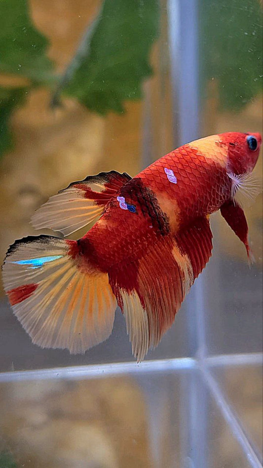 FEMALE HALFMOON RED NEMO KOI MULTICOLOR BETTA FISH
