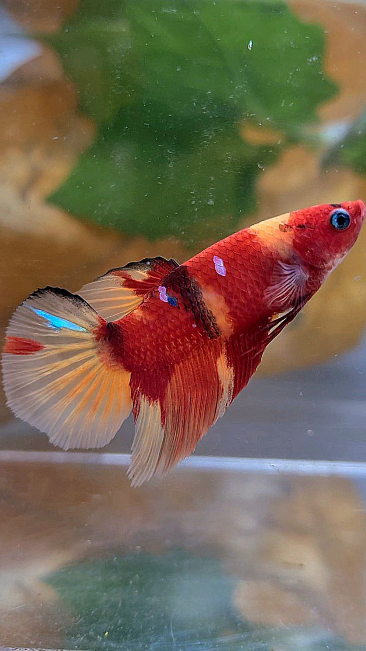 FEMALE HALFMOON RED NEMO KOI MULTICOLOR BETTA FISH