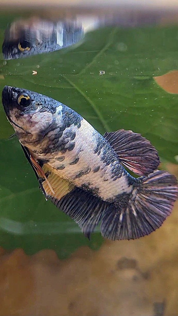 FEMALE PLAKAT FANCY COPPER MARBLE YELLOW MULTICOLOR BETTA FISH