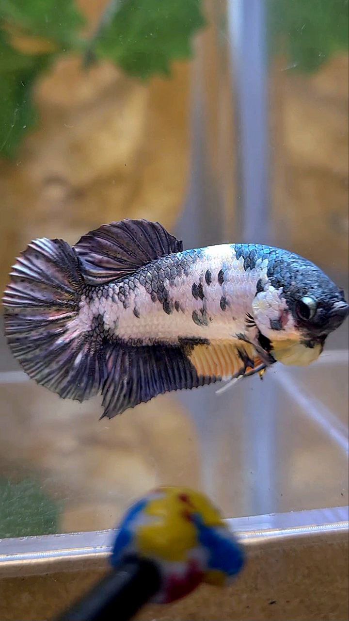 FEMALE PLAKAT FANCY COPPER MARBLE YELLOW MULTICOLOR BETTA FISH