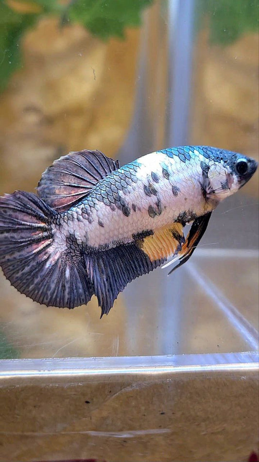 FEMALE PLAKAT FANCY COPPER MARBLE YELLOW MULTICOLOR BETTA FISH