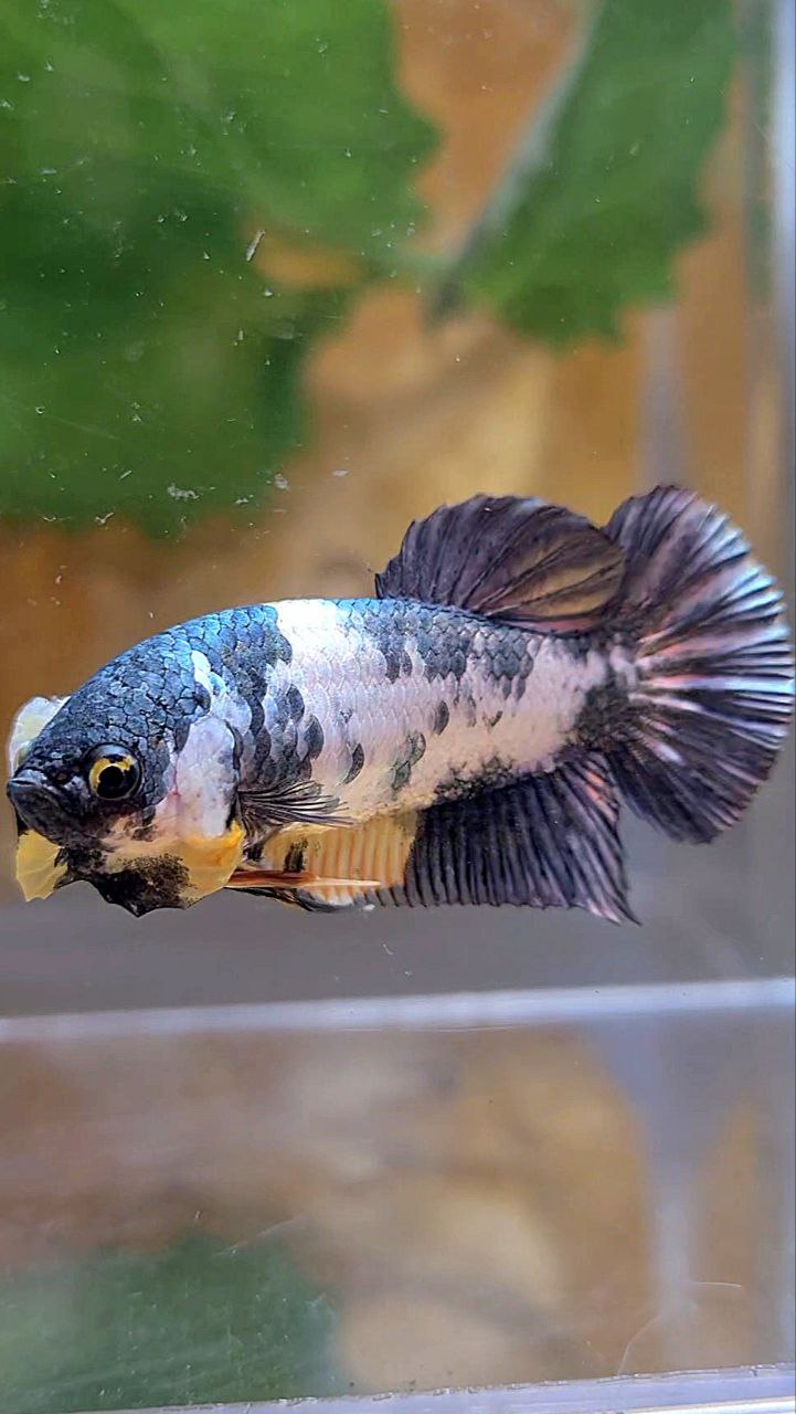 FEMALE PLAKAT FANCY COPPER MARBLE YELLOW MULTICOLOR BETTA FISH