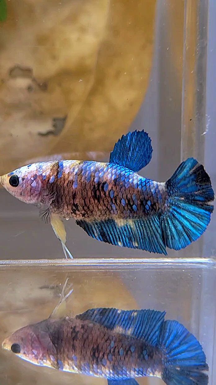 FEMALE PLAKAT GALAXY BLUE YELLOW MULTICOLOR BETTA FISH