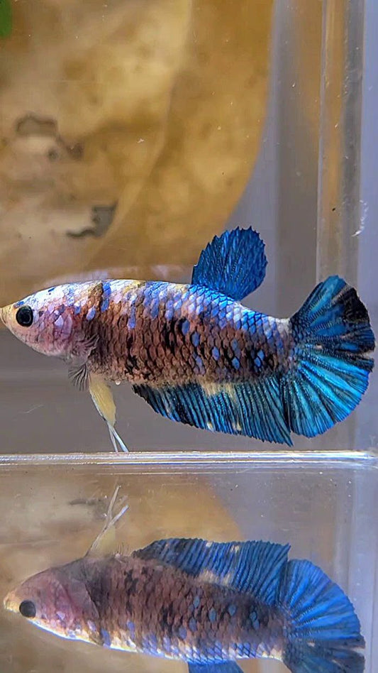 FEMALE PLAKAT GALAXY BLUE YELLOW MULTICOLOR BETTA FISH