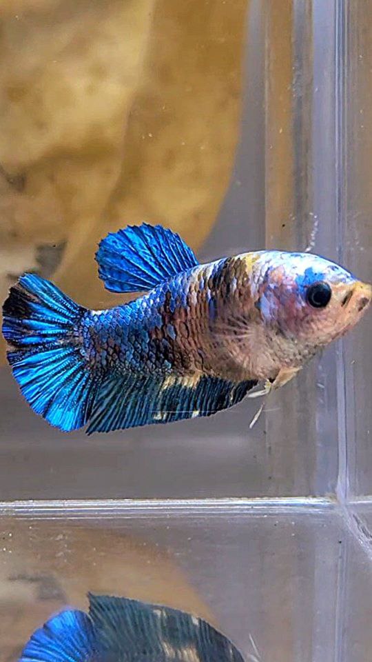 FEMALE PLAKAT GALAXY BLUE YELLOW MULTICOLOR BETTA FISH