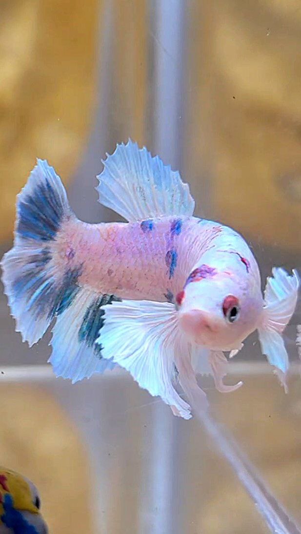 FEMALE HALFMOON DUMBO EAR WHITE BLUE MARBLE MULTICOLOR BETTA FISH