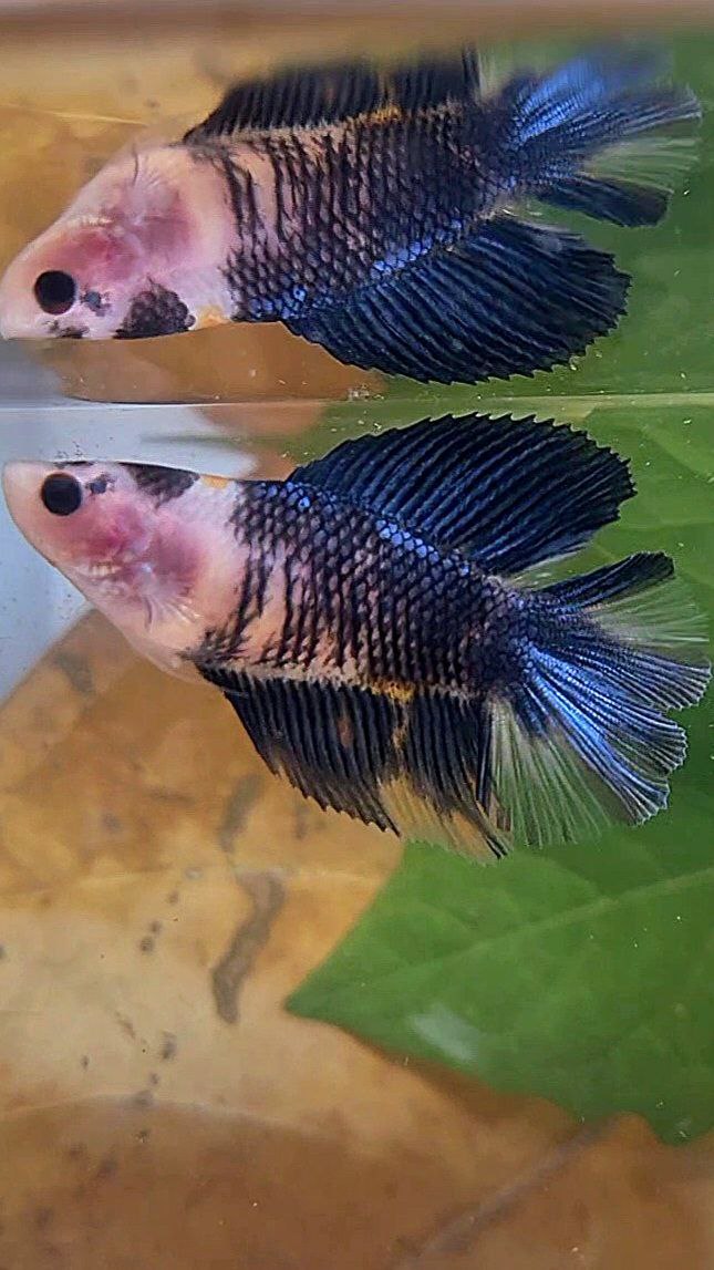 FEMALE HALFMOON DOUBLE TAIL BLACK KOI BLUE MULTICOLOR BETTA FISH