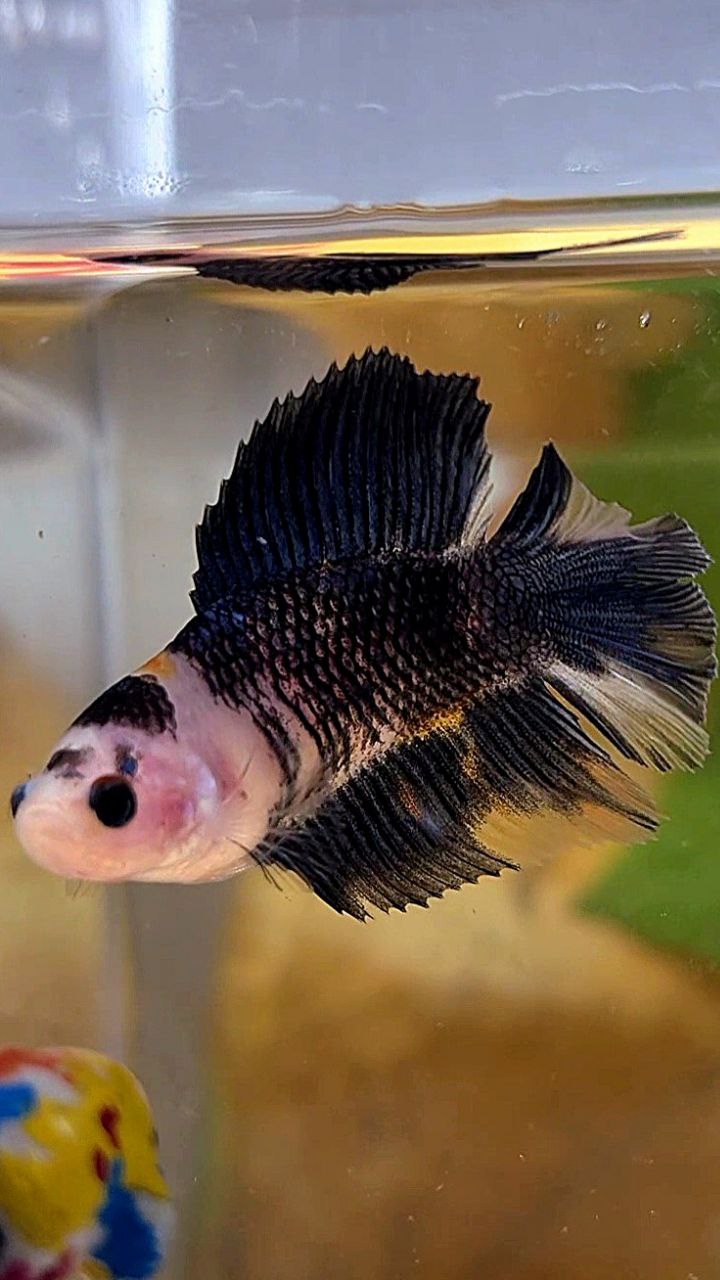FEMALE HALFMOON DOUBLE TAIL BLACK KOI BLUE MULTICOLOR BETTA FISH