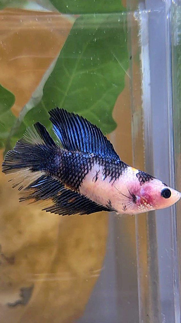 FEMALE HALFMOON DOUBLE TAIL BLACK KOI BLUE MULTICOLOR BETTA FISH