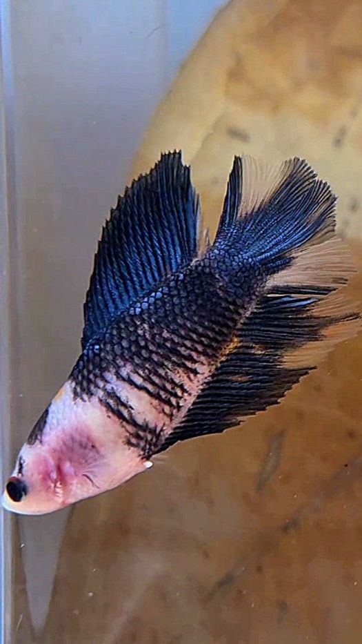 FEMALE HALFMOON DOUBLE TAIL BLACK KOI BLUE MULTICOLOR BETTA FISH