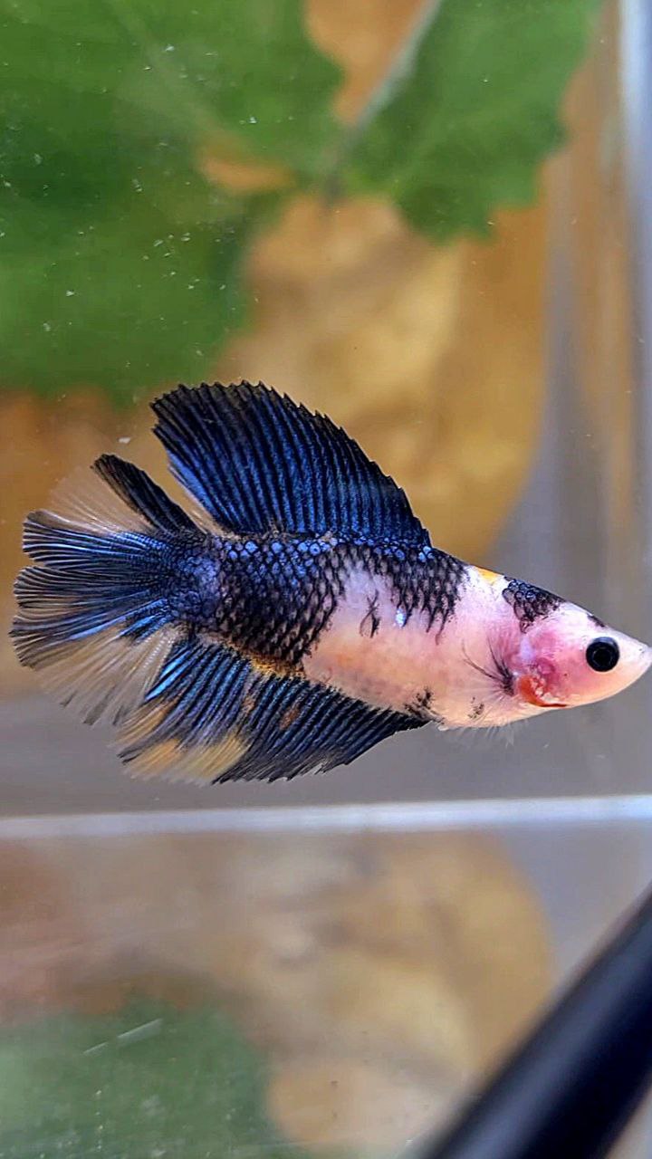 FEMALE HALFMOON DOUBLE TAIL BLACK KOI BLUE MULTICOLOR BETTA FISH
