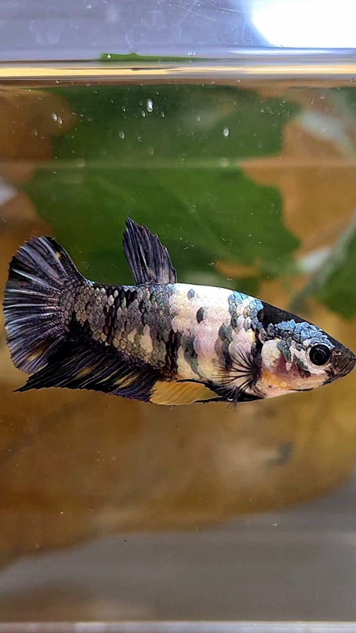 FEMALE PLAKAT BLACK YELLOW COPPER FANCY MULTICOLOR BETTA FISH
