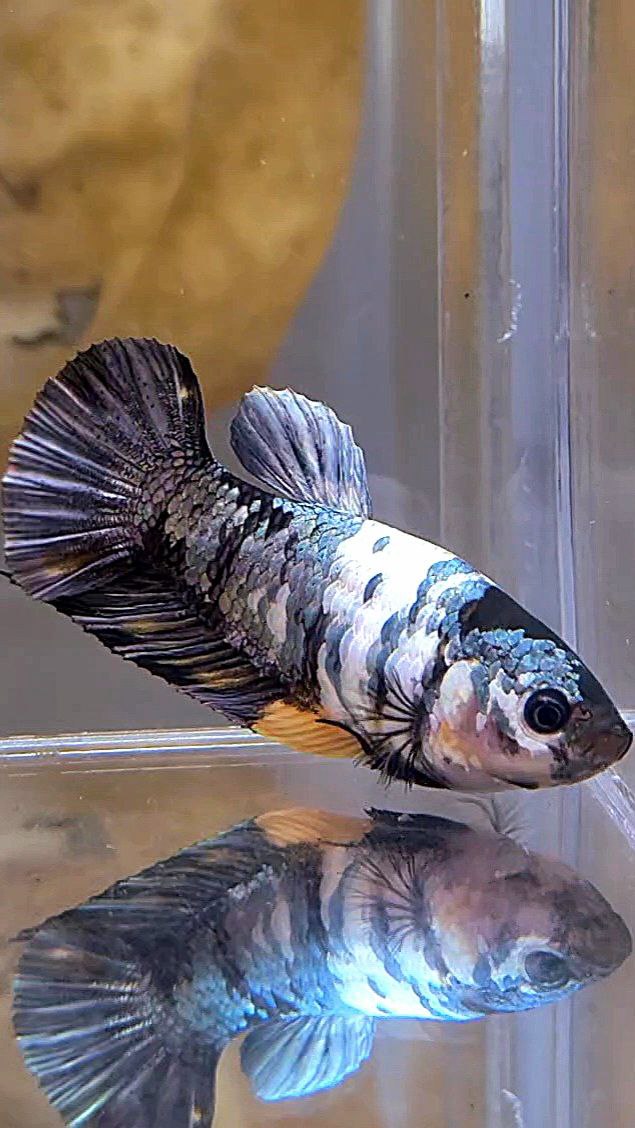 FEMALE PLAKAT BLACK YELLOW COPPER FANCY MULTICOLOR BETTA FISH