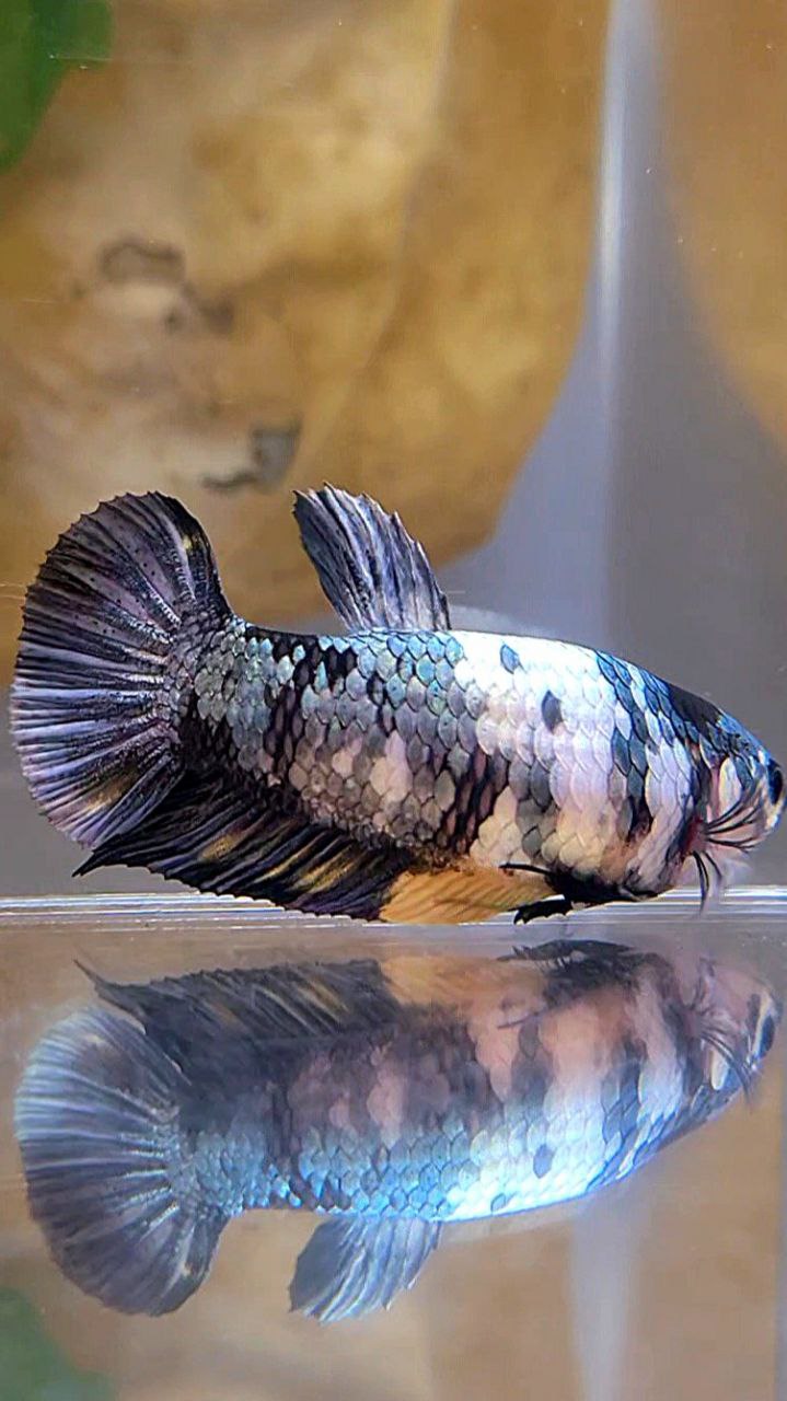 FEMALE PLAKAT BLACK YELLOW COPPER FANCY MULTICOLOR BETTA FISH