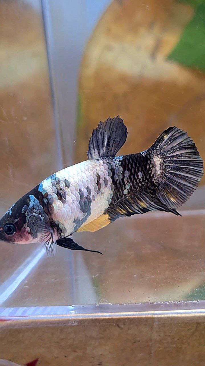 FEMALE PLAKAT BLACK YELLOW COPPER FANCY MULTICOLOR BETTA FISH
