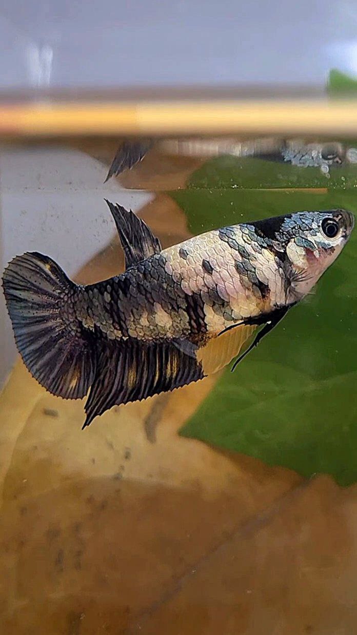 FEMALE PLAKAT BLACK YELLOW COPPER FANCY MULTICOLOR BETTA FISH