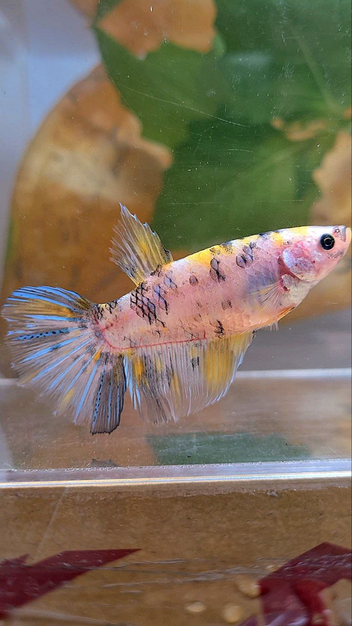XL FEMALE HALFMOON KOI YELLOW MULTICOLOR BETTA FISH