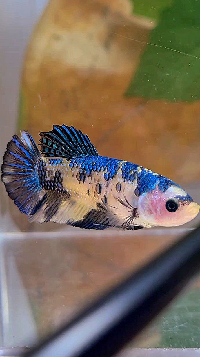 FEMALE PLAKAT METTALIC YELLOW BLUE MULTICOLOR FISH