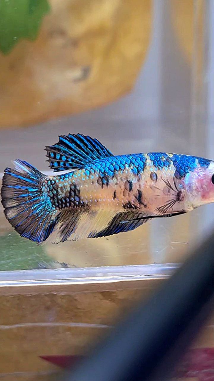 FEMALE PLAKAT METTALIC YELLOW BLUE MULTICOLOR FISH