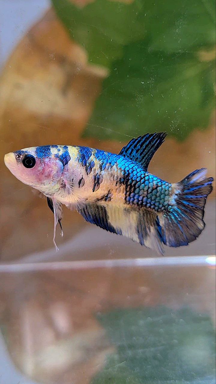 FEMALE PLAKAT METTALIC YELLOW BLUE MULTICOLOR FISH