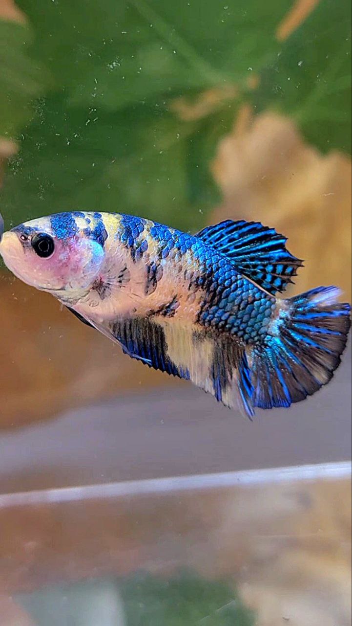 FEMALE PLAKAT METTALIC YELLOW BLUE MULTICOLOR FISH