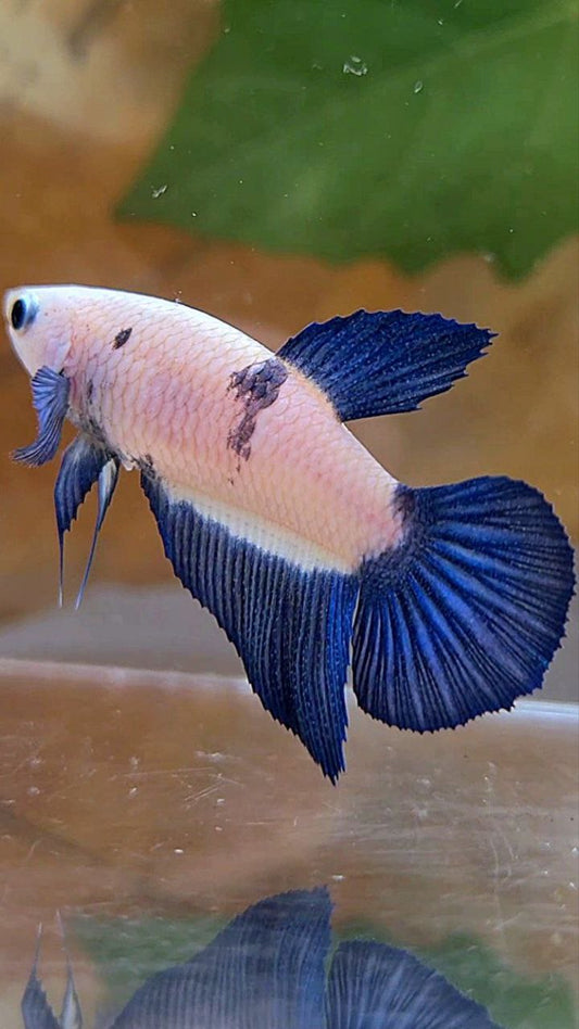 FEMALE HALFMOON BLUE RIM MARBLE BETTA FISH