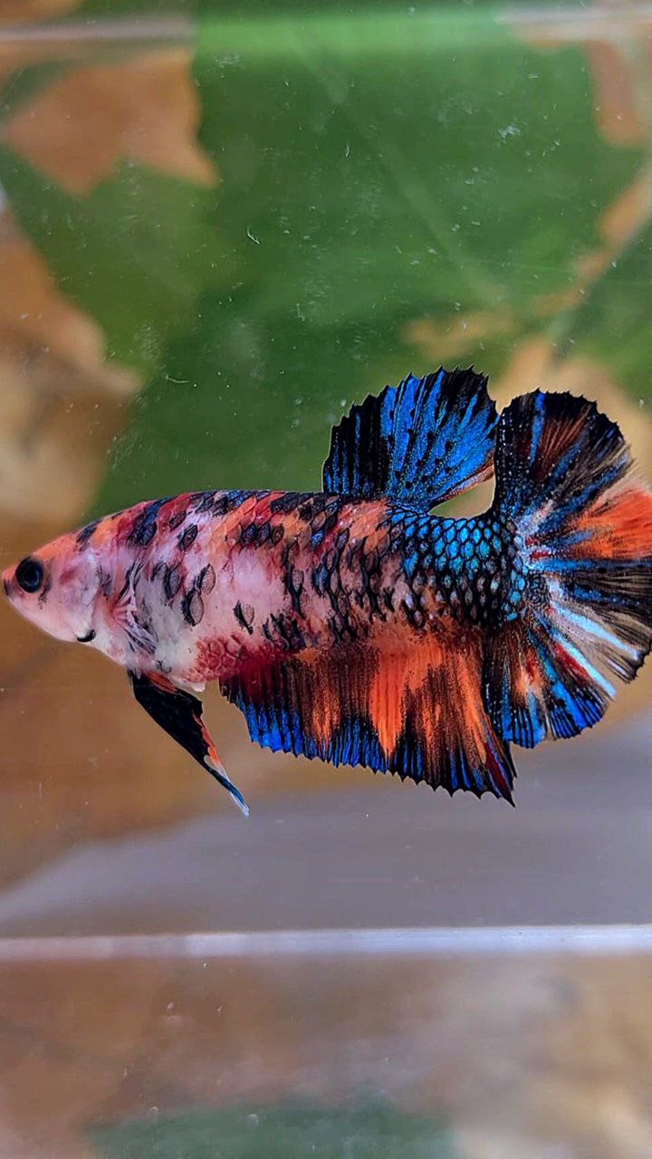 FEMALE PLAKAT BLACK NEMO METTALIC MULTICOLOR BETTA FISH