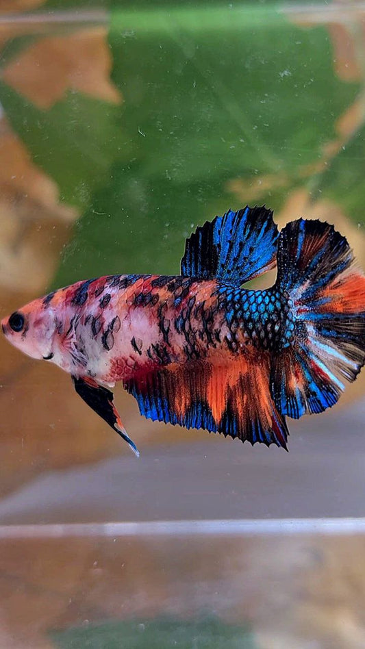 FEMALE PLAKAT BLACK NEMO METTALIC MULTICOLOR BETTA FISH