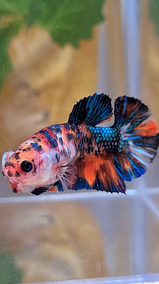 FEMALE PLAKAT BLACK NEMO METTALIC MULTICOLOR BETTA FISH