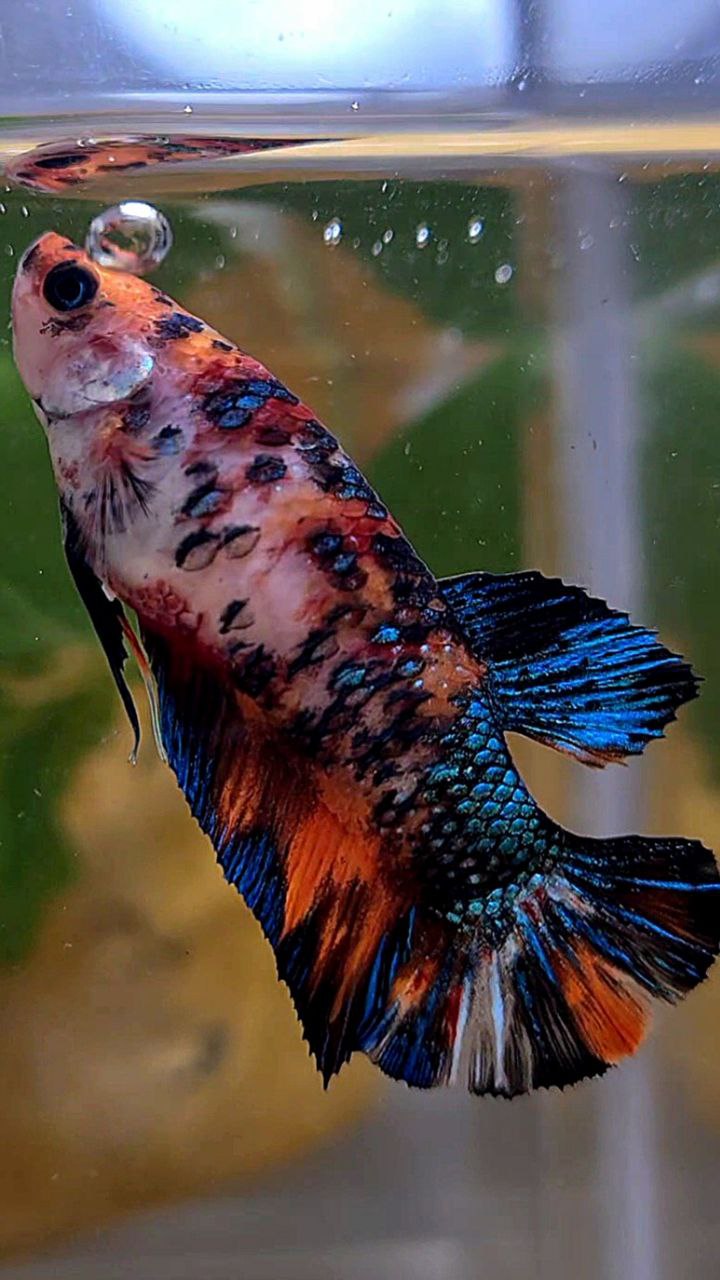 FEMALE PLAKAT BLACK NEMO METTALIC MULTICOLOR BETTA FISH