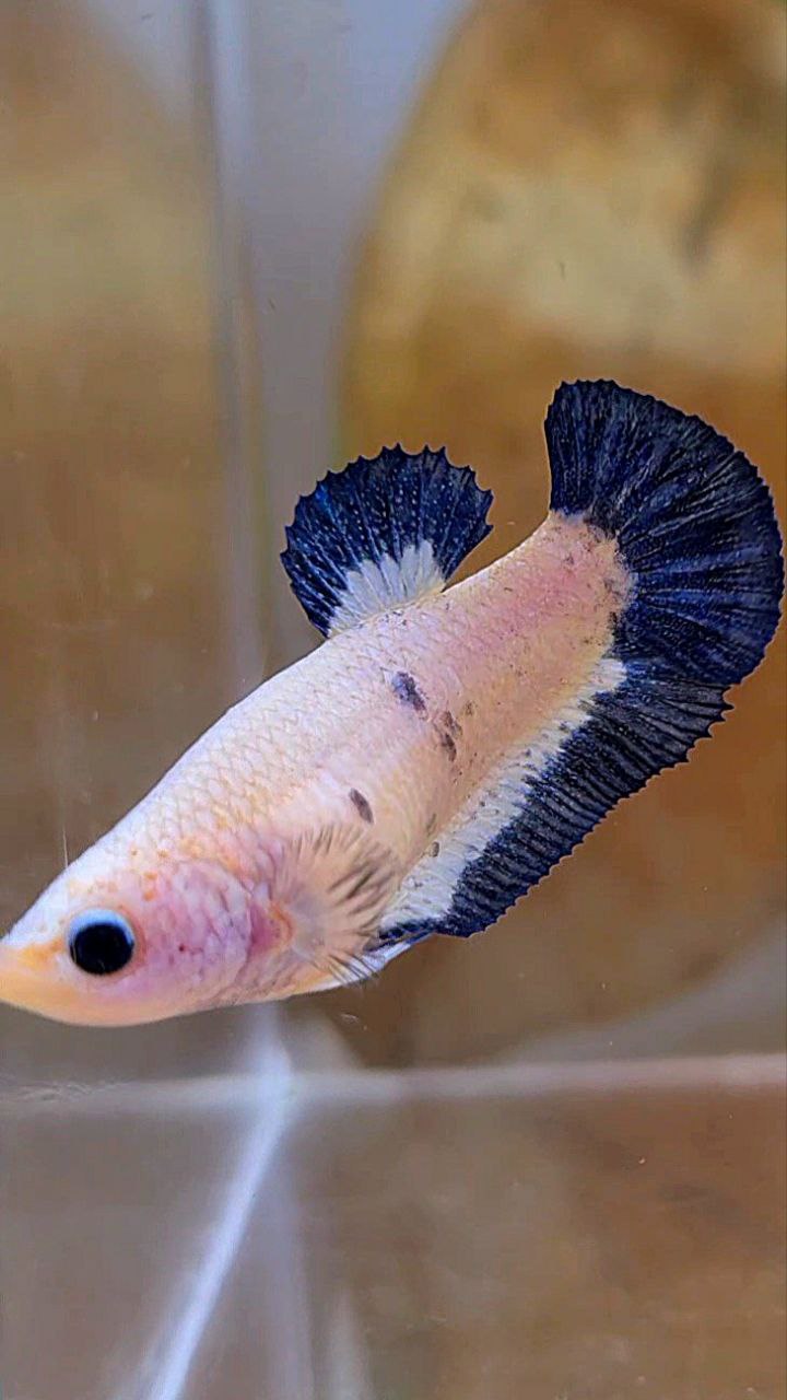 FEMALE PLAKAT BLUE RIM BETTA FISH