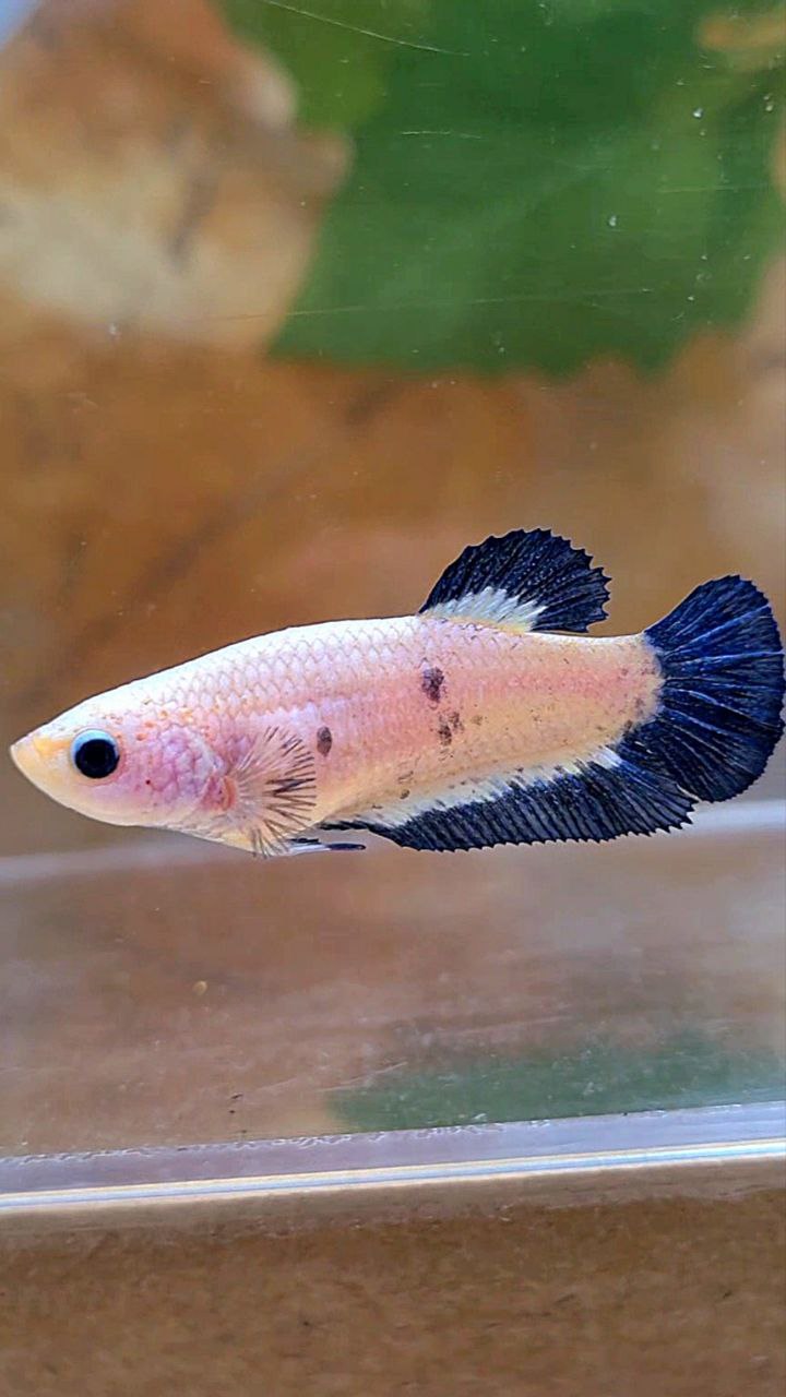 FEMALE PLAKAT BLUE RIM BETTA FISH
