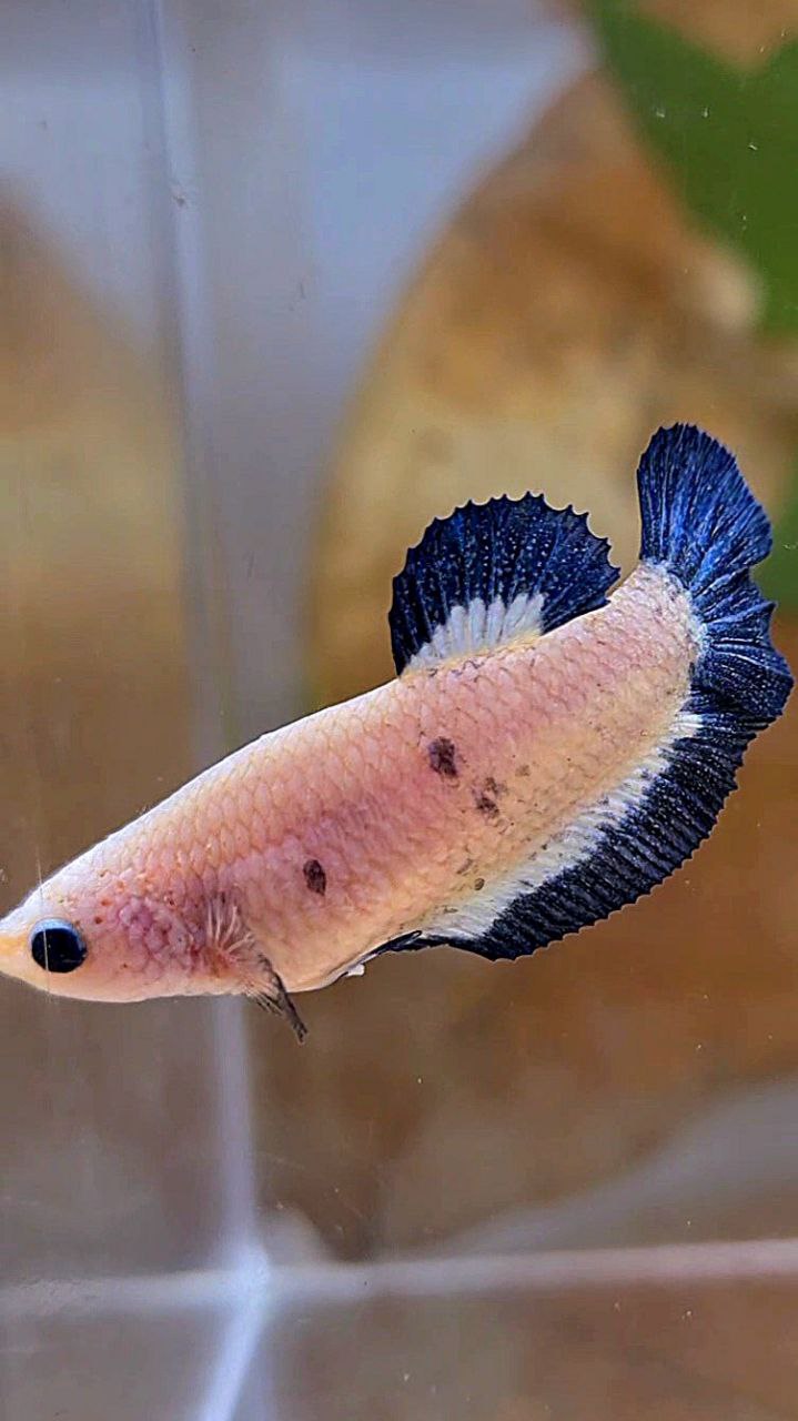 FEMALE PLAKAT BLUE RIM BETTA FISH