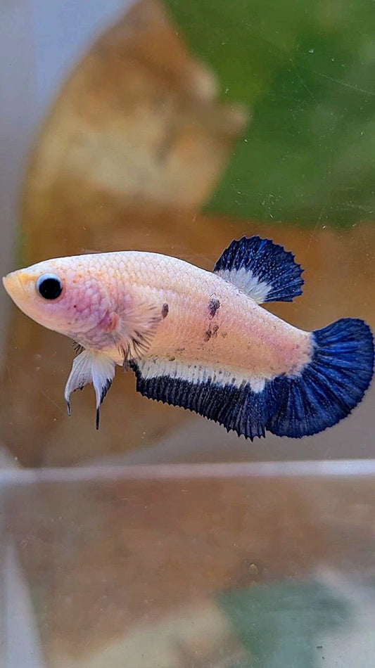 FEMALE PLAKAT BLUE RIM BETTA FISH