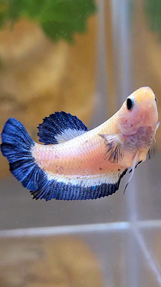 FEMALE PLAKAT BLUE RIM BETTA FISH