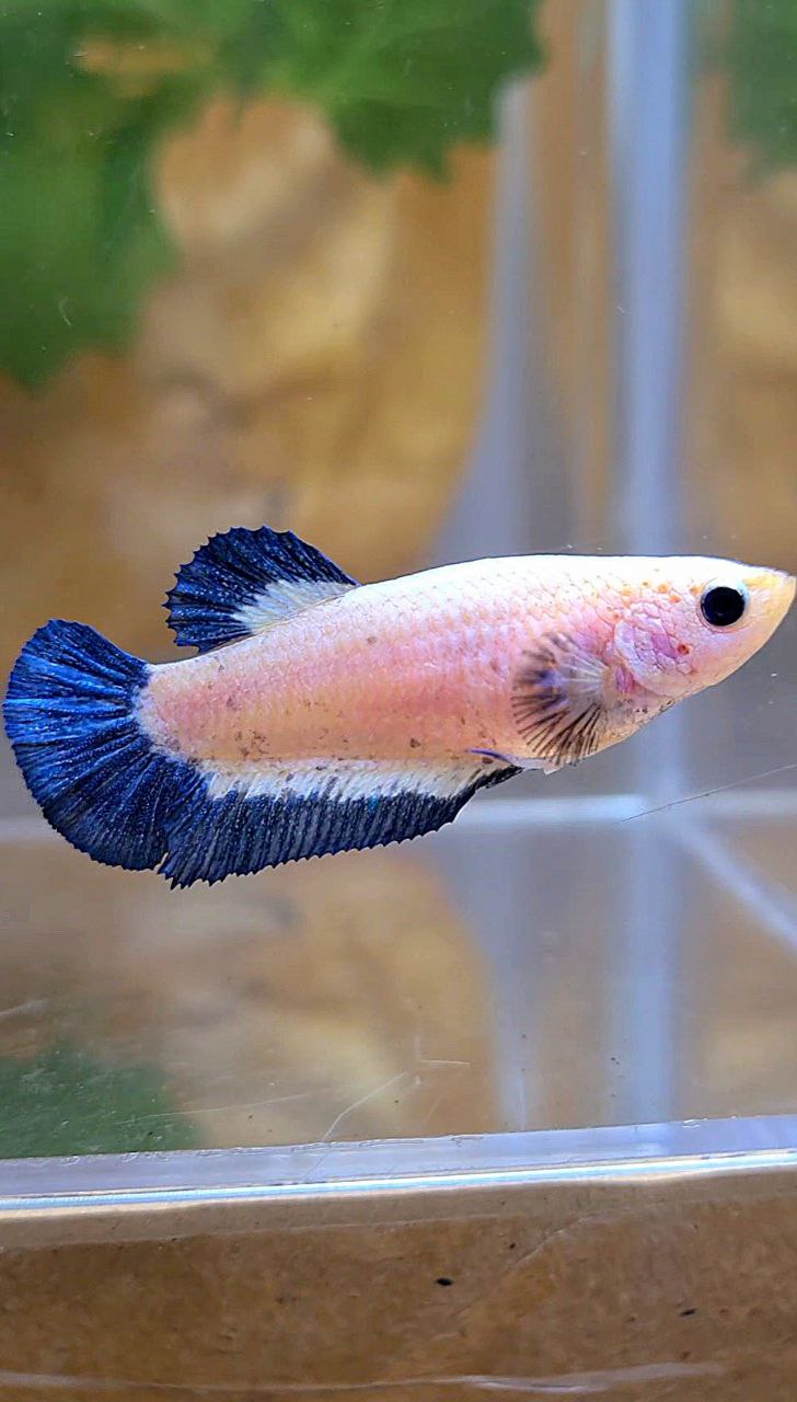 FEMALE PLAKAT BLUE RIM BETTA FISH