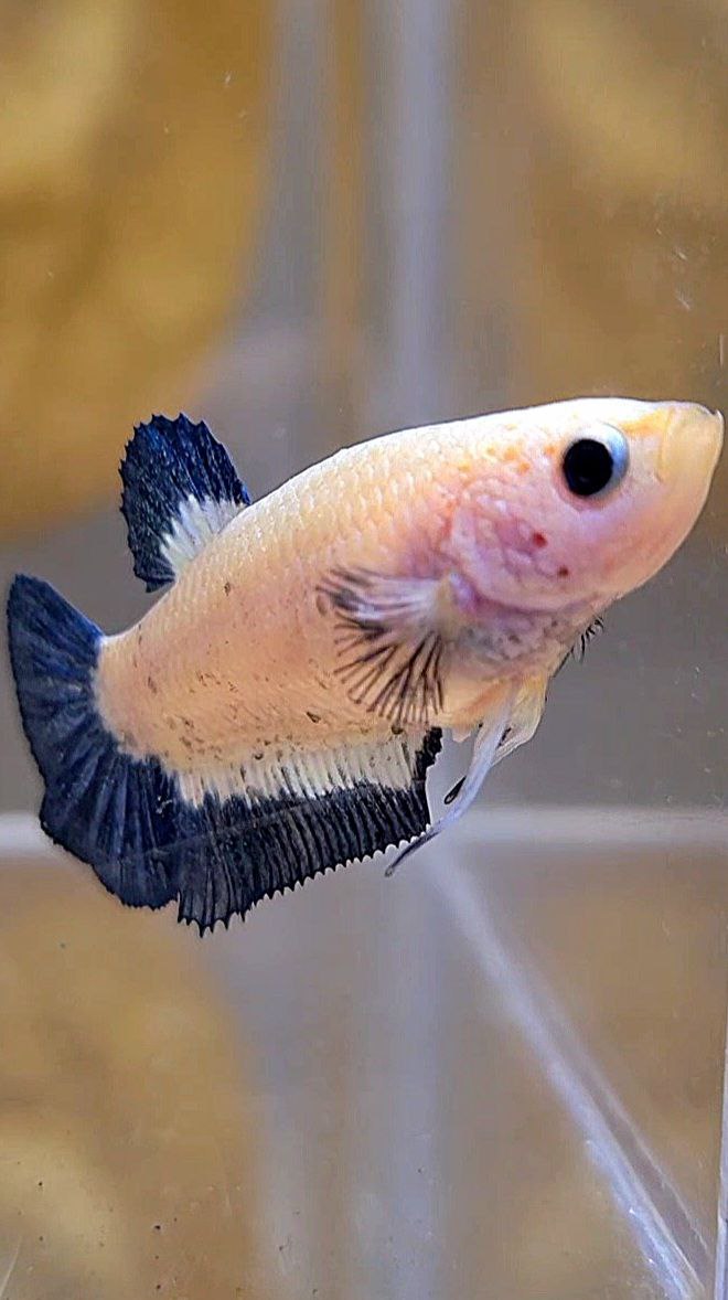 FEMALE PLAKAT BLUE RIM BETTA FISH