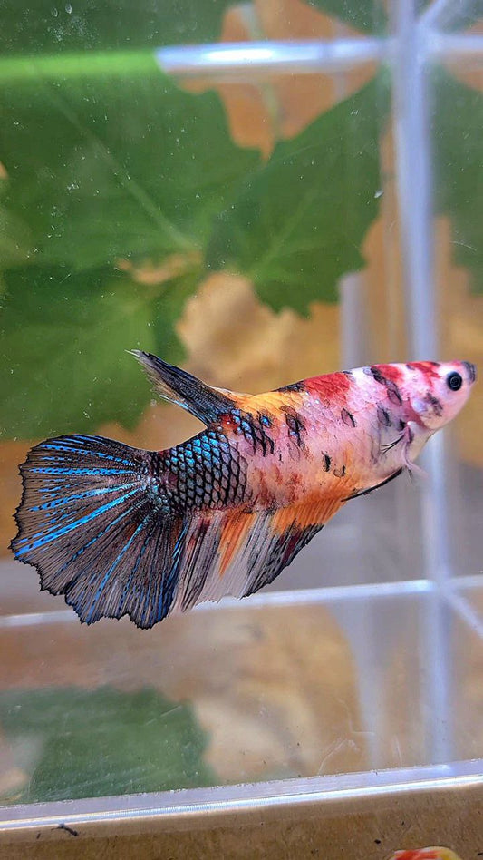 XL FEMALE HALFMOON KOI MULTICOLOR BETTA FISH