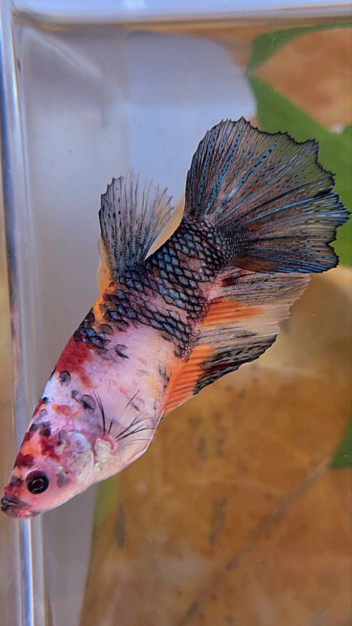 XL FEMALE HALFMOON KOI MULTICOLOR BETTA FISH
