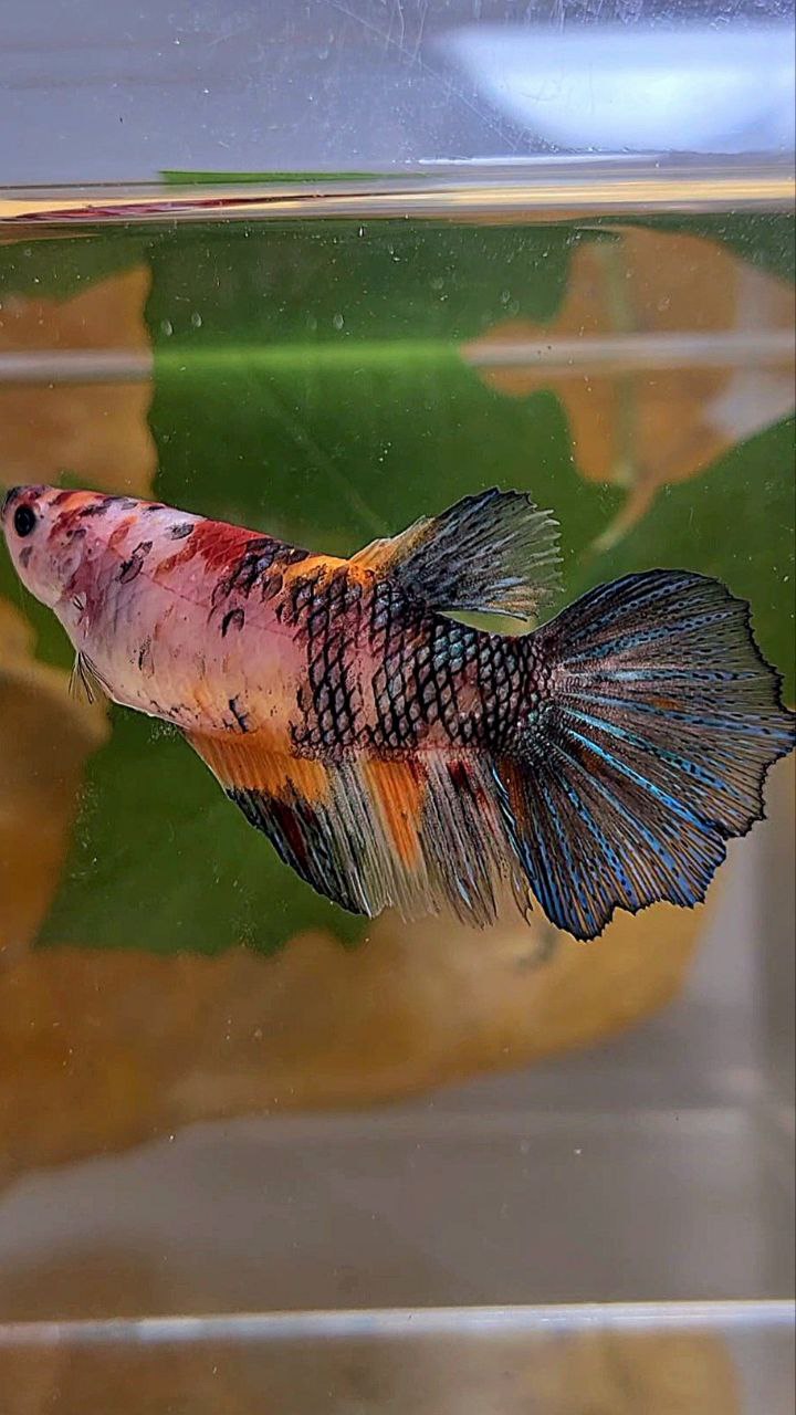 XL FEMALE HALFMOON KOI MULTICOLOR BETTA FISH