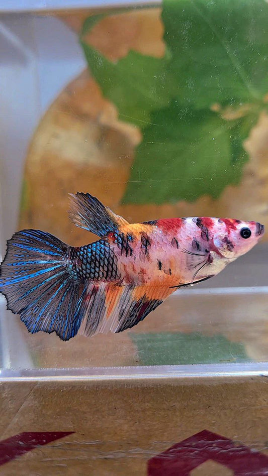 XL FEMALE HALFMOON KOI MULTICOLOR BETTA FISH