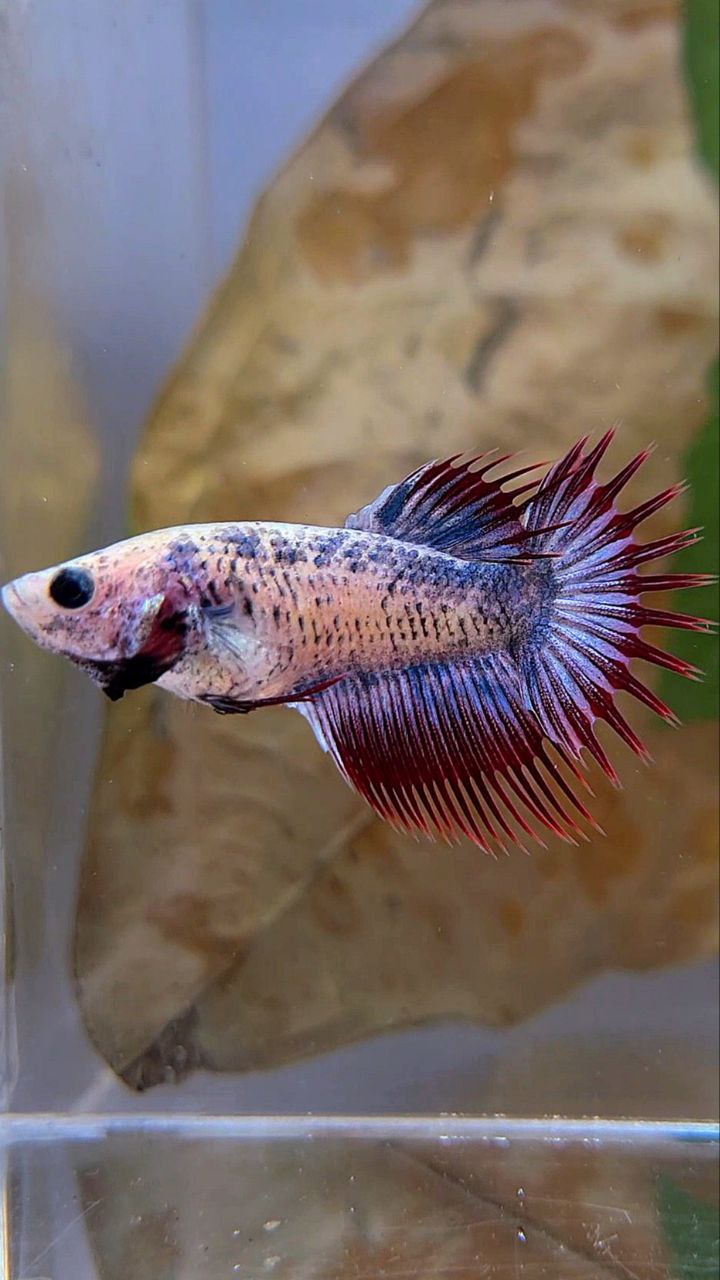 FEMALE CROWNTAIL PURPLE MASCOT BETTA FISH