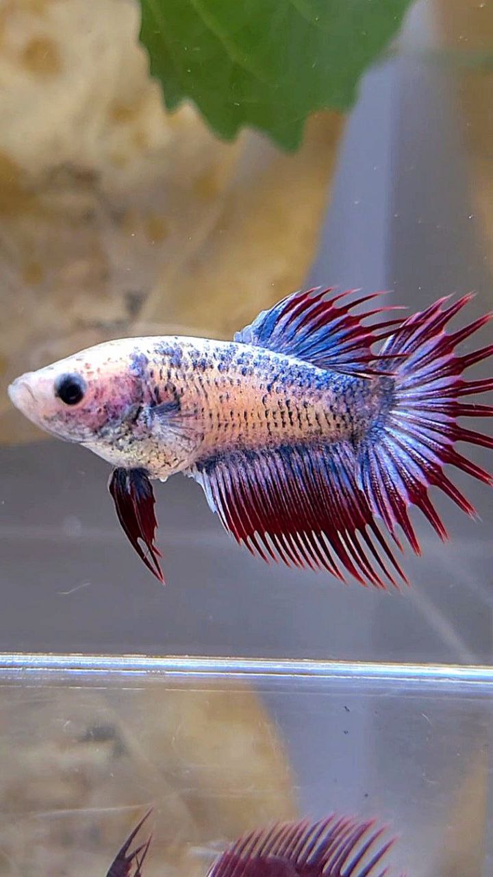 FEMALE CROWNTAIL PURPLE MASCOT BETTA FISH